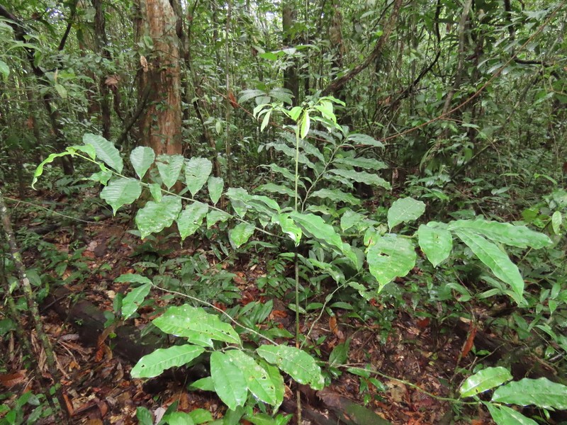 Iryanthera sagotiana photo 3