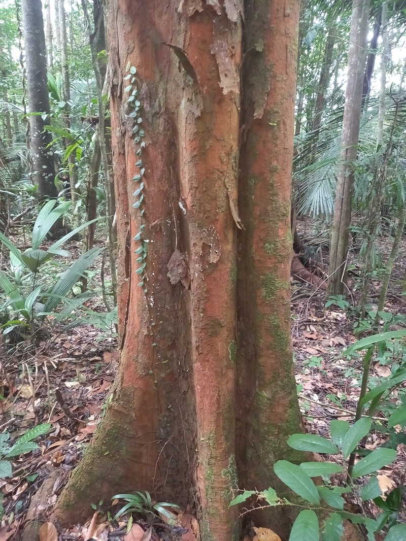 Iryanthera sagotiana photo 5