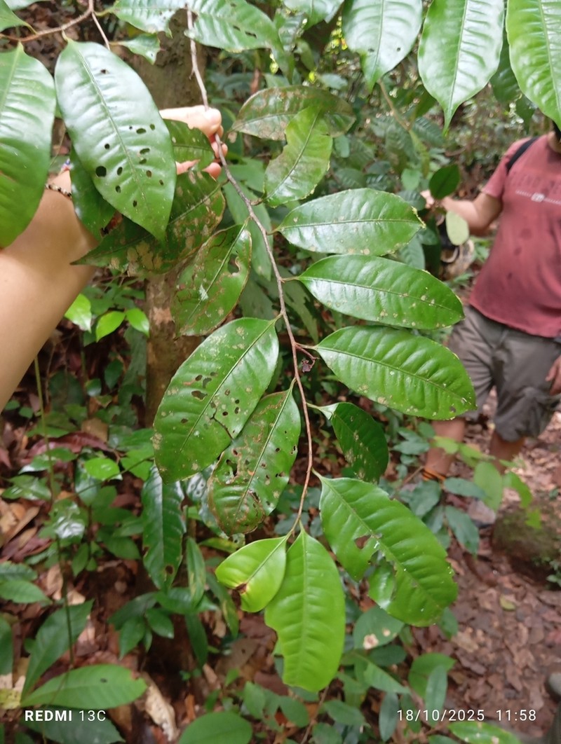 Iryanthera sagotiana photo 7