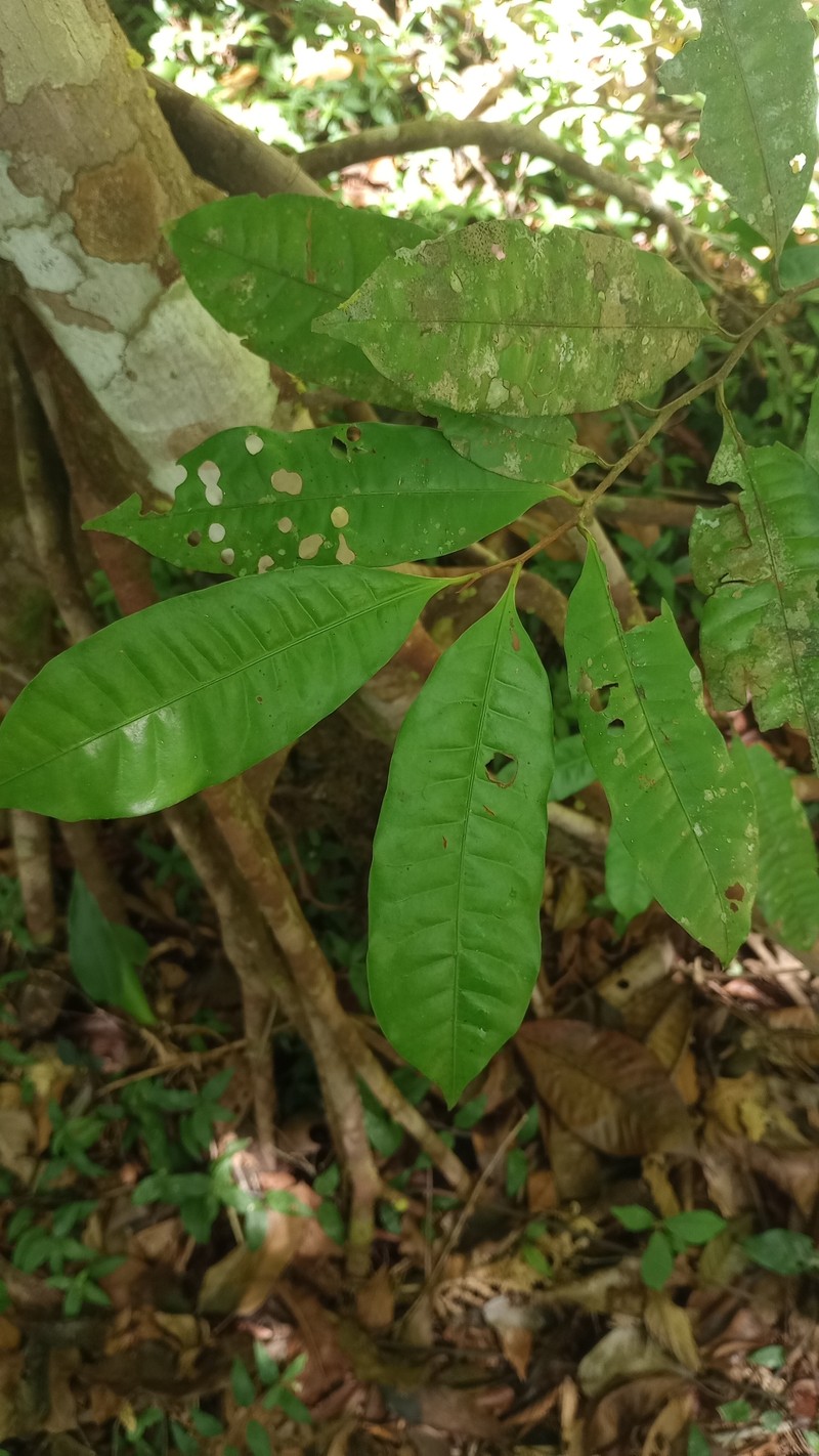 Iryanthera sagotiana photo 8