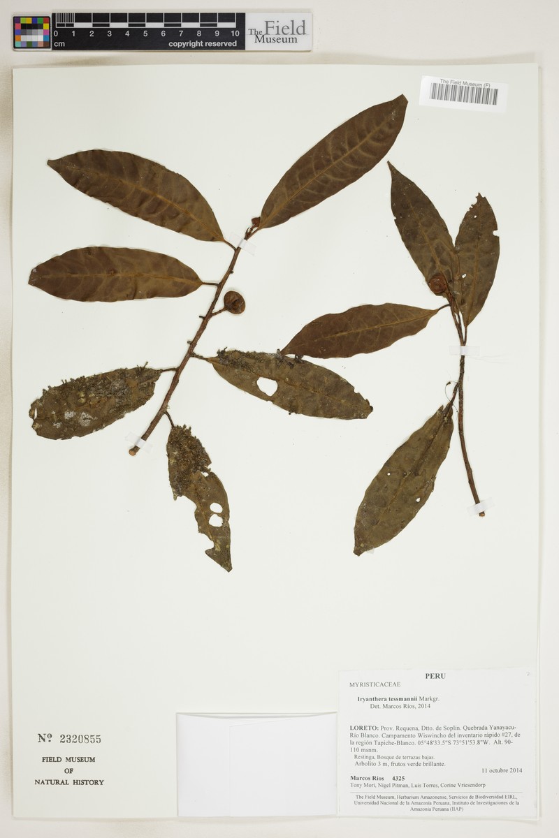 Iryanthera tessmannii photo 2
