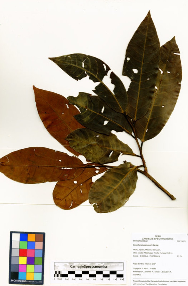 Iryanthera tessmannii photo 3