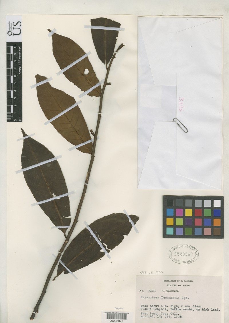 Iryanthera tessmannii