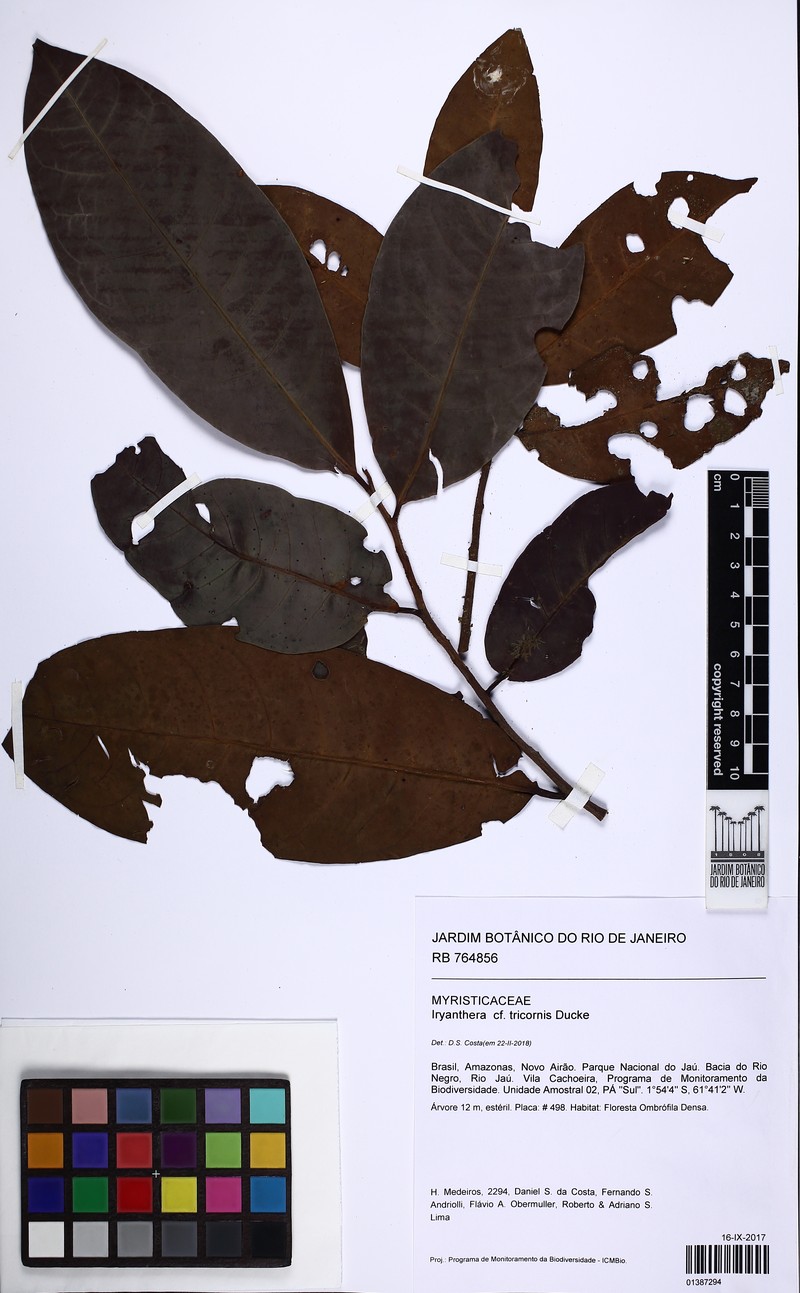 Iryanthera tricornis