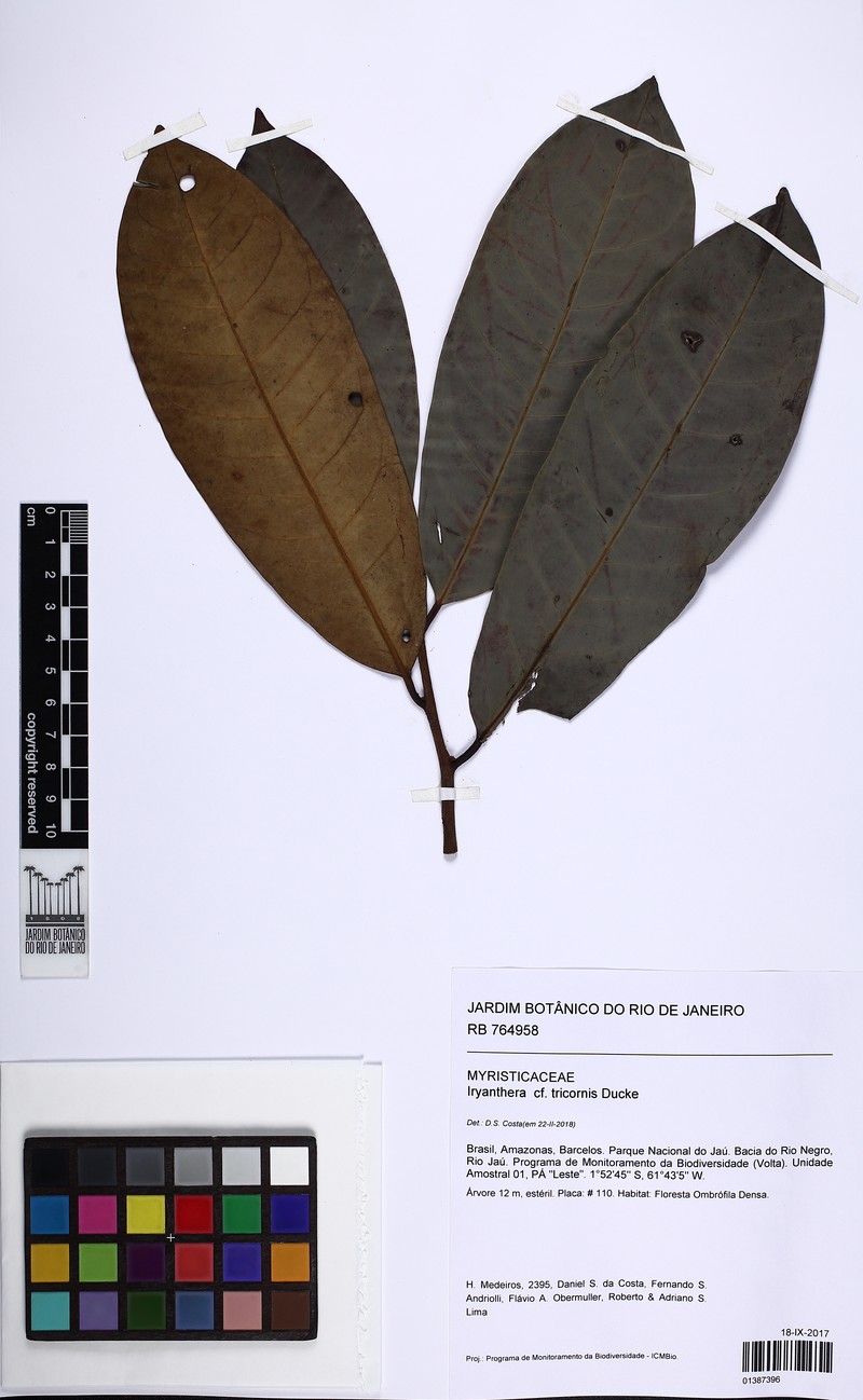 Iryanthera tricornis photo 2