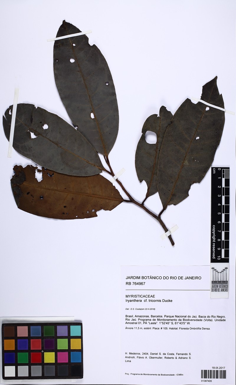Iryanthera tricornis photo 3