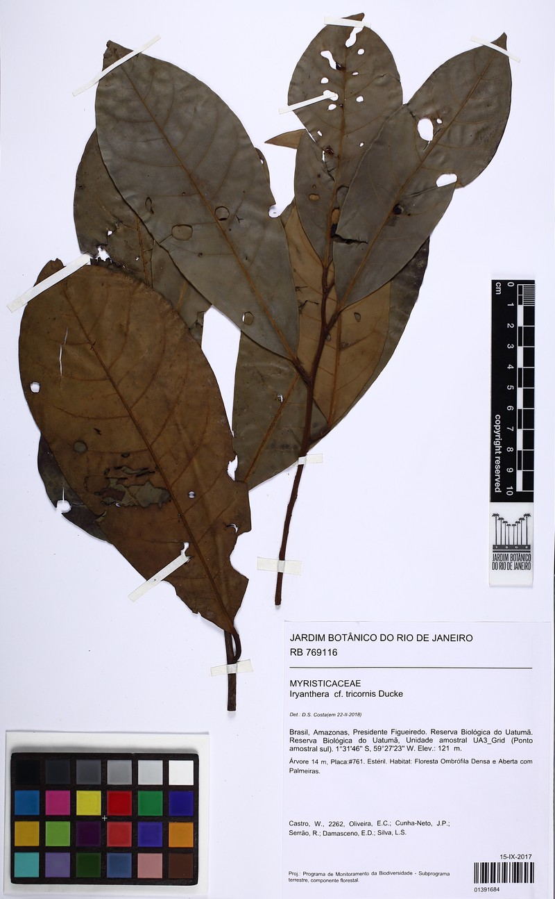 Iryanthera tricornis photo 4