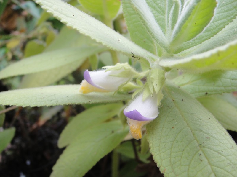 Isabelcristinia aromatica