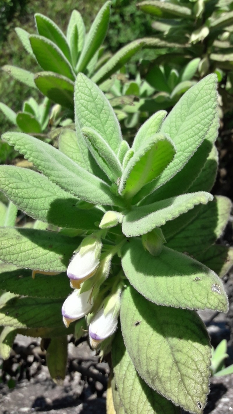 Isabelcristinia aromatica photo 2
