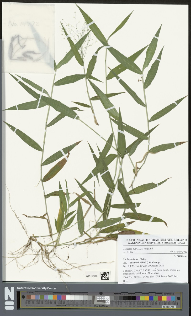 Isachne albens var. buettneri
