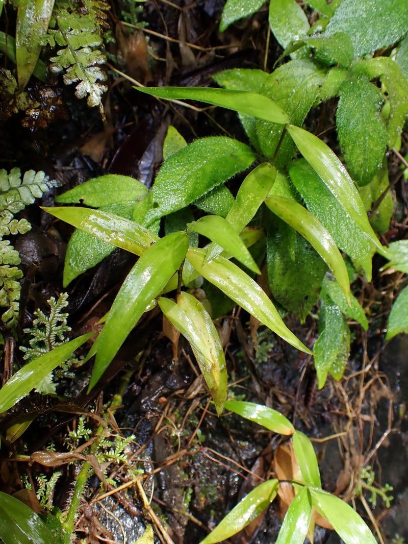 Isachne albens var. buettneri photo 2
