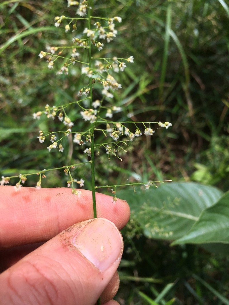 Yerba De Alambre