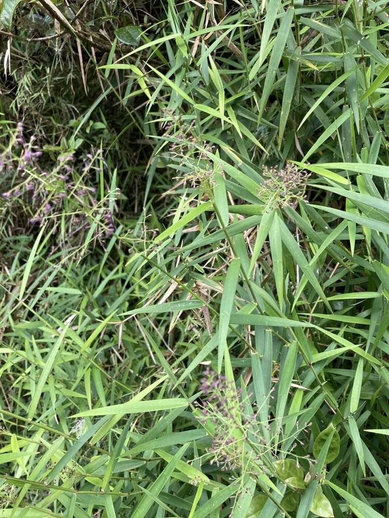 Yerba De Alambre photo 2