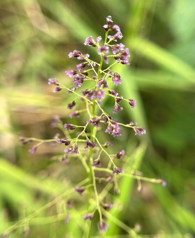 Yerba De Alambre photo 3