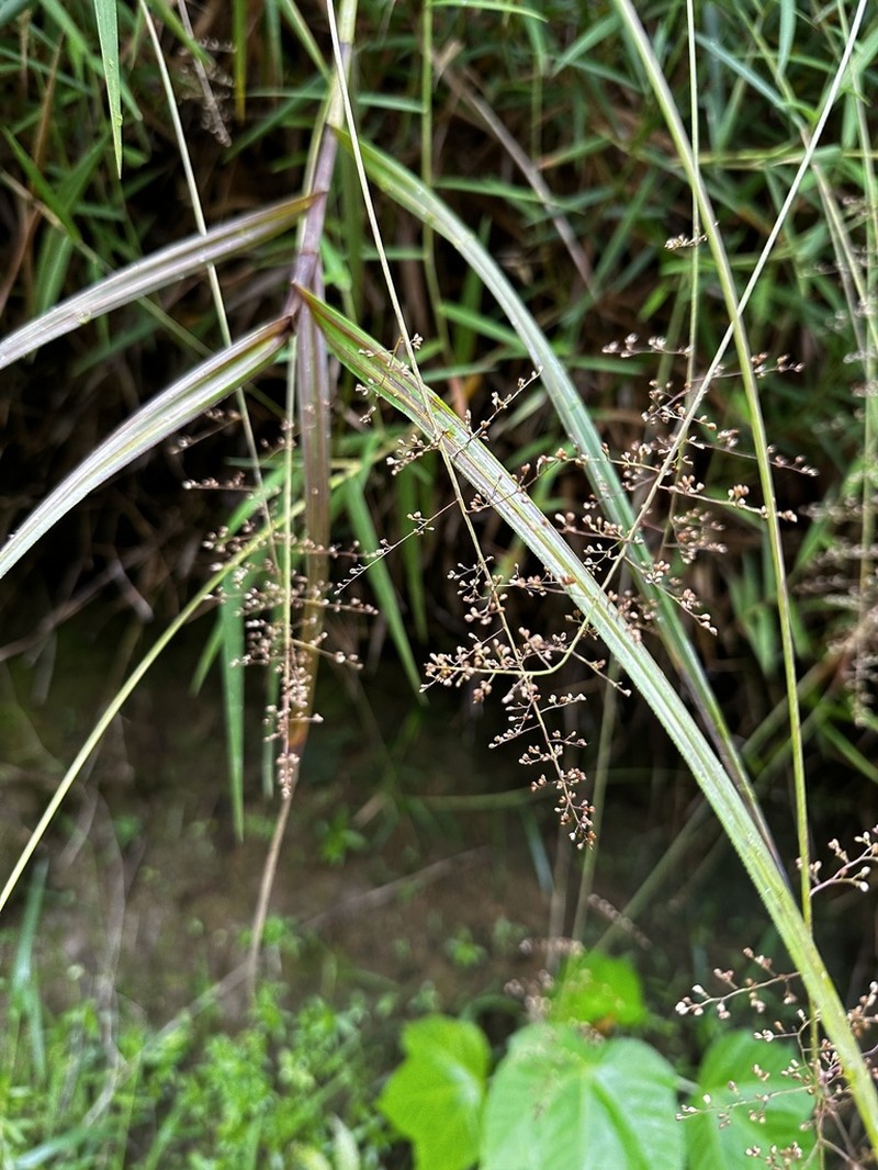 Yerba De Alambre photo 5