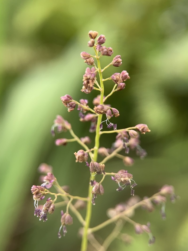 Yerba De Alambre photo 6