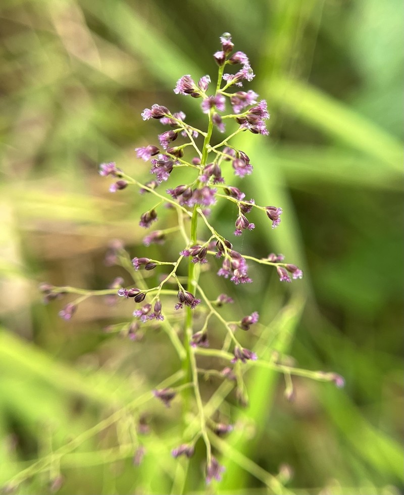Yerba De Alambre photo 7