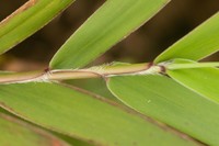 Ridgetop Bloodgrass