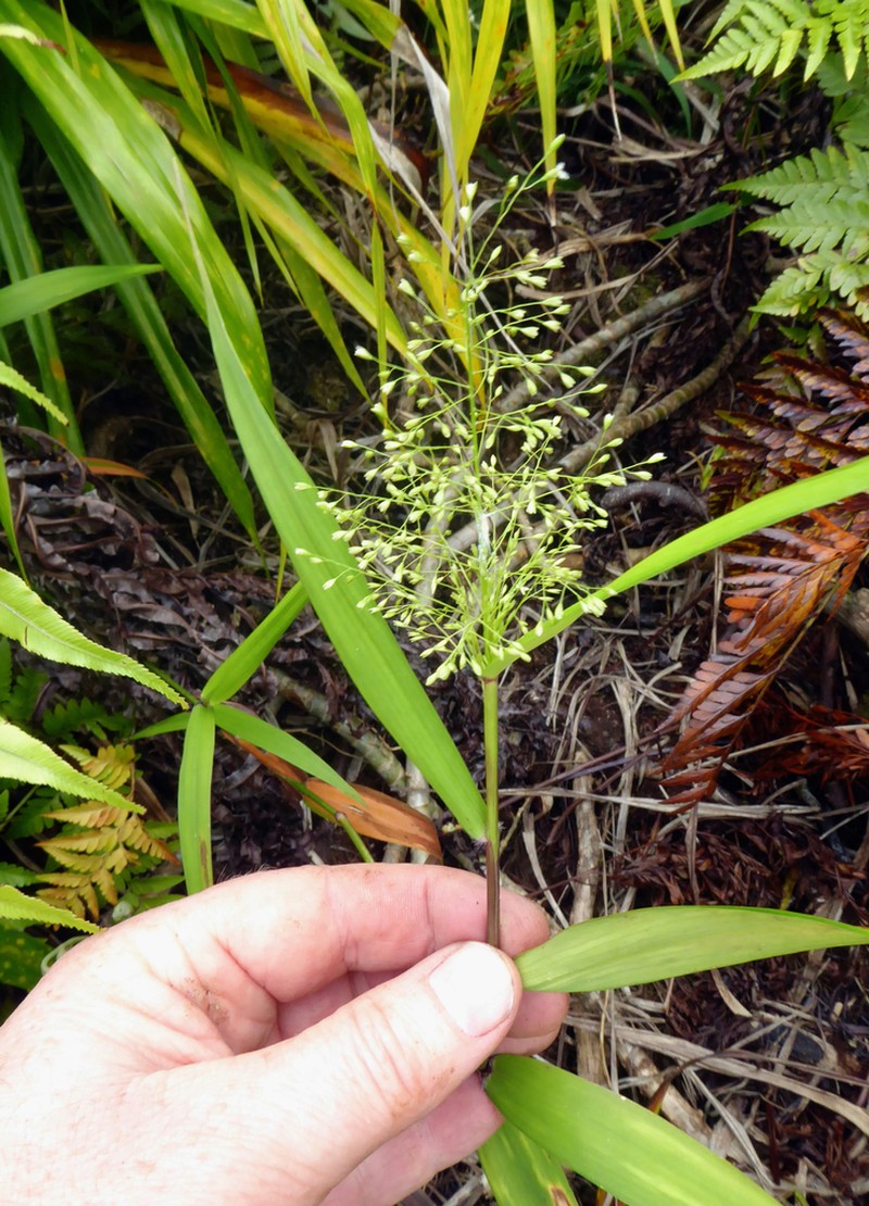 Ridgetop Bloodgrass photo 2