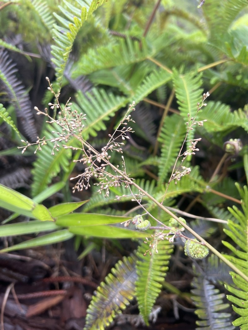 Ridgetop Bloodgrass photo 3