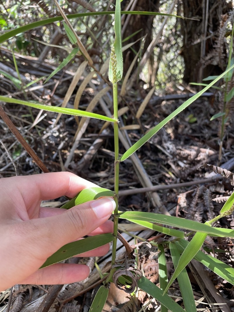 Ridgetop Bloodgrass photo 4