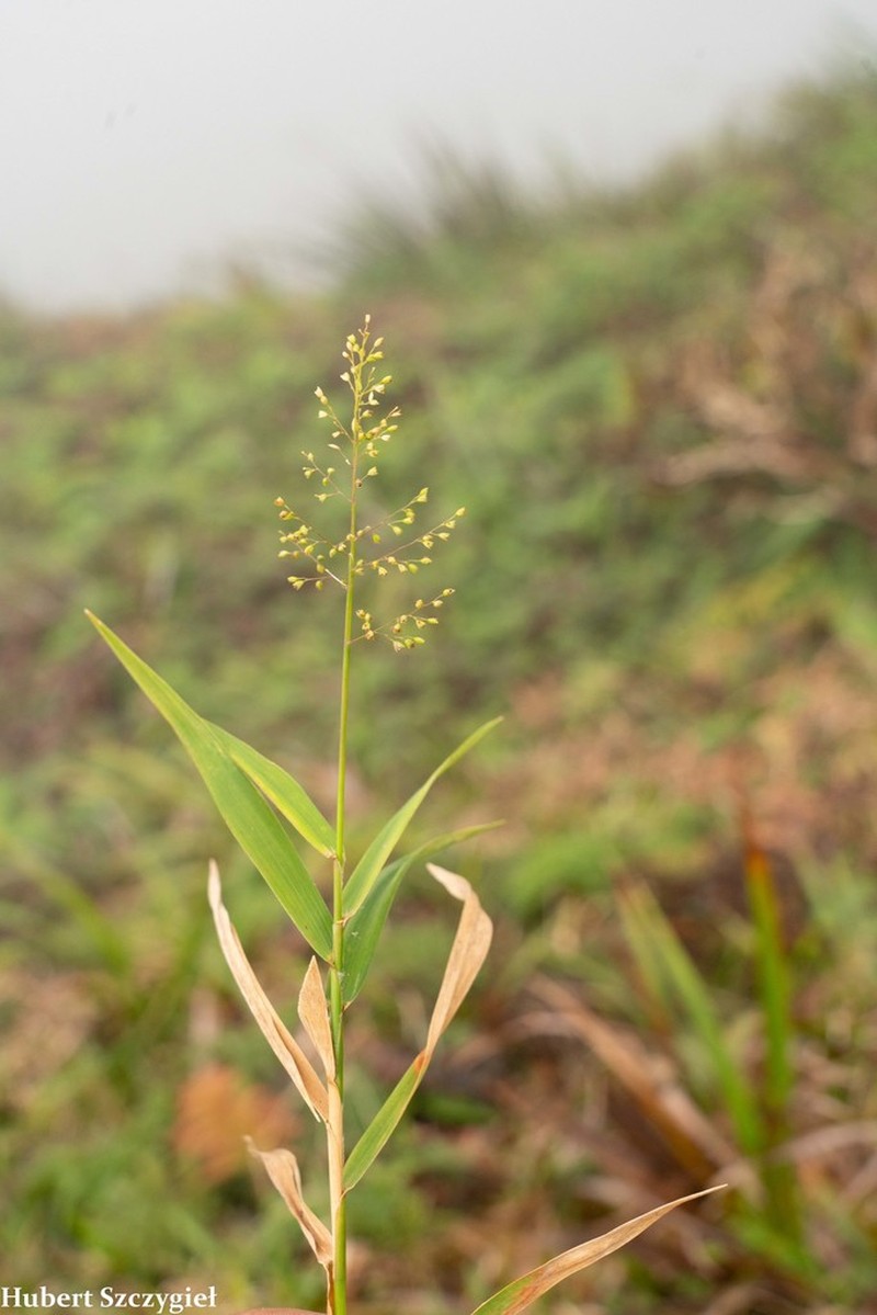 Ridgetop Bloodgrass photo 5