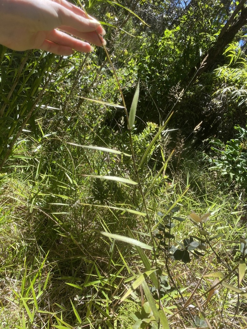 Ridgetop Bloodgrass photo 6