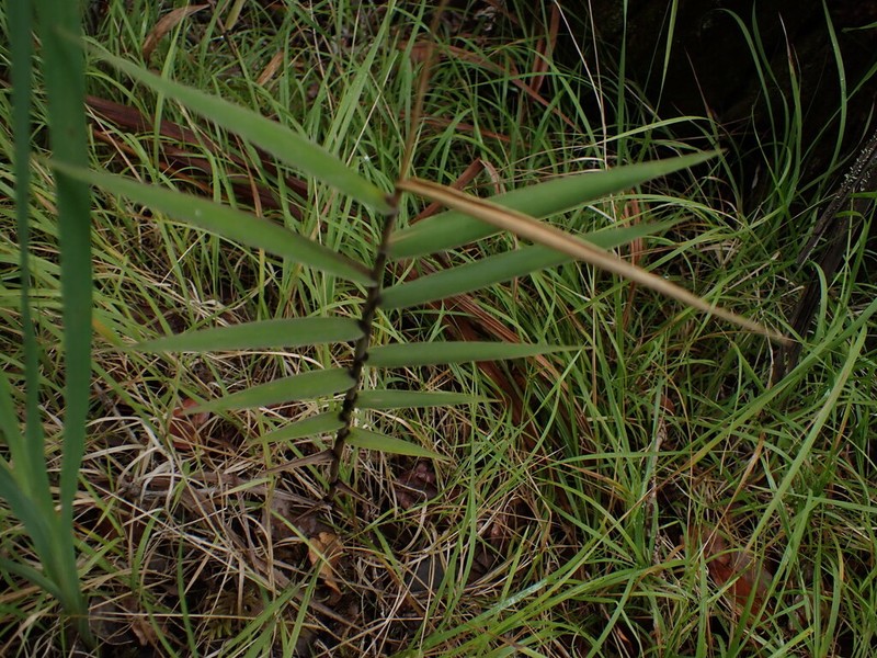 Ridgetop Bloodgrass photo 8