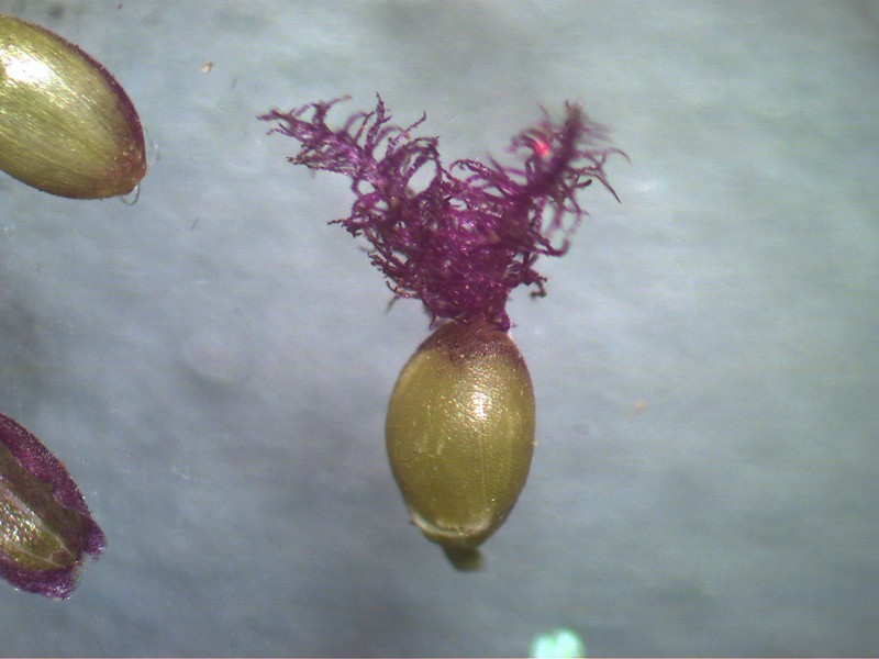 Swamp Millet photo 5