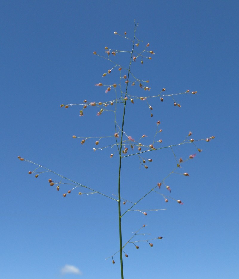 Swamp Millet photo 6