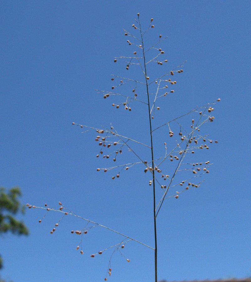 Swamp Millet photo 7