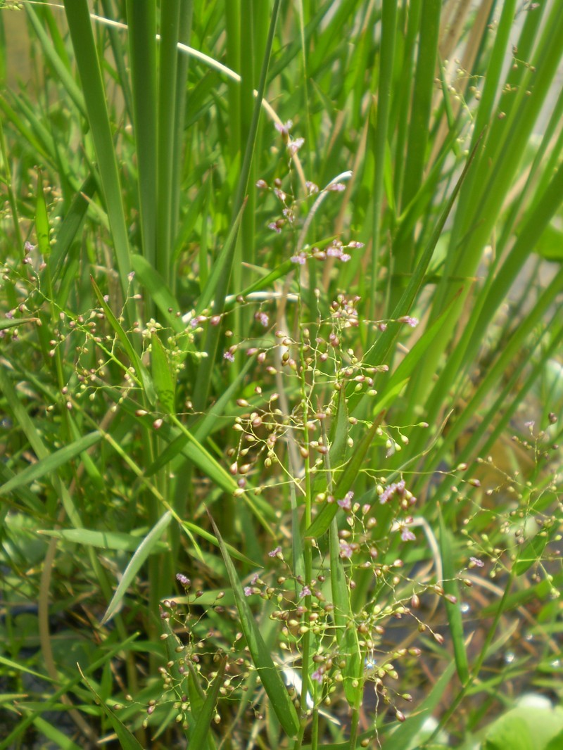 Swamp Millet photo 2