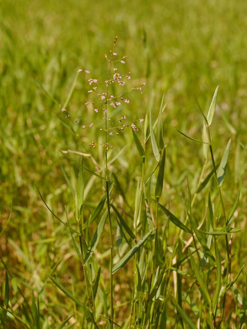 Swamp Millet photo 3