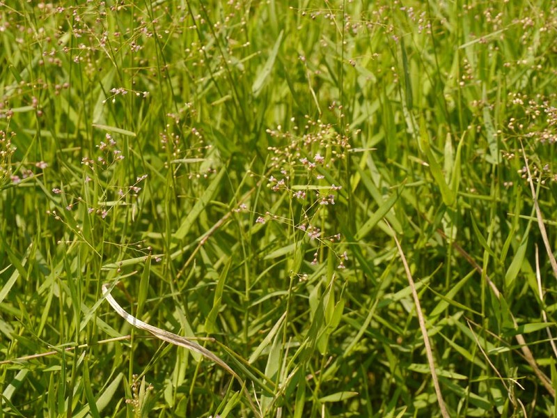 Swamp Millet photo 4