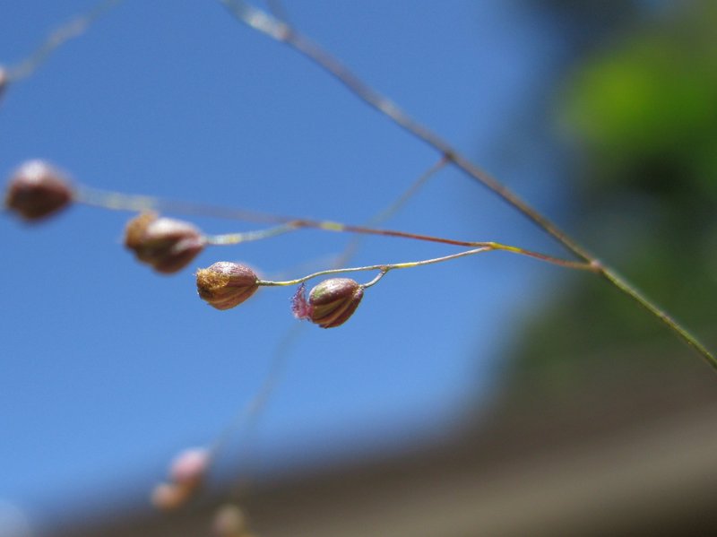 Swamp Millet photo 8