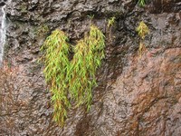 Kauai Bloodgrass