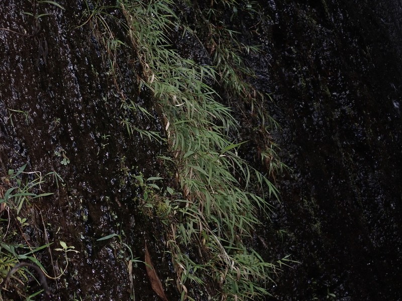 Kauai Bloodgrass photo 2