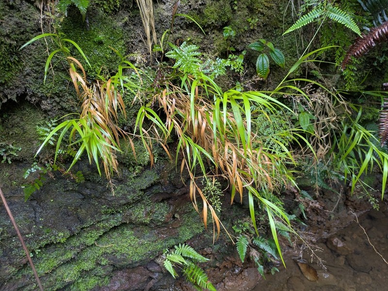 Kauai Bloodgrass photo 3