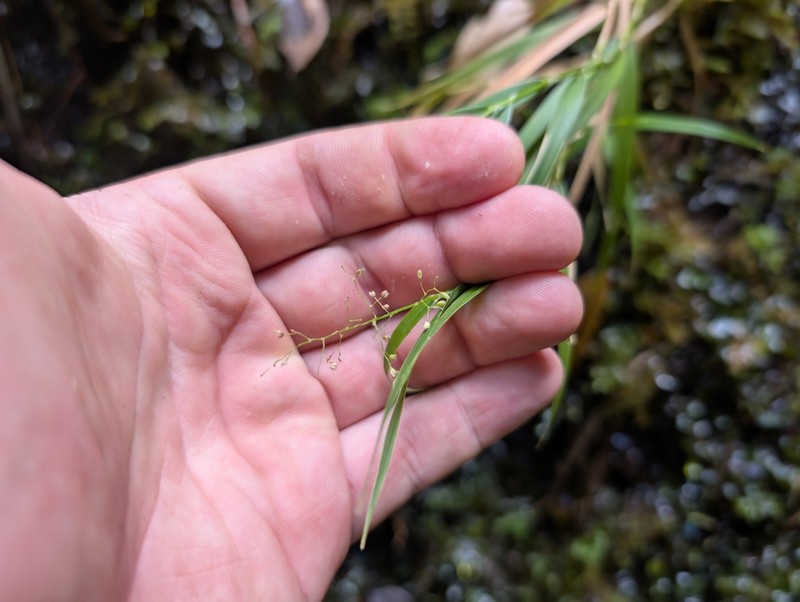 Kauai Bloodgrass photo 4