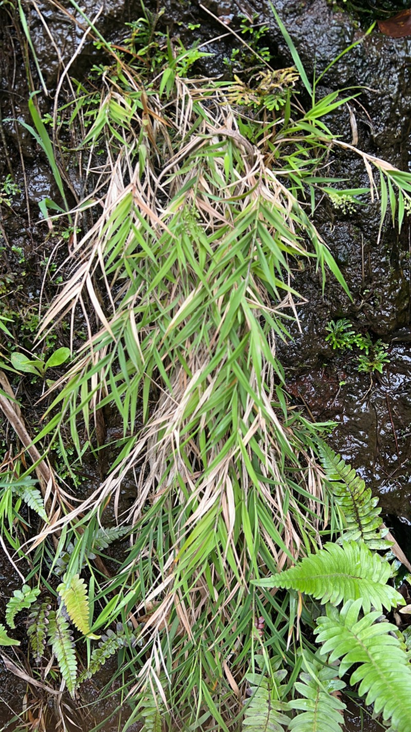 Kauai Bloodgrass photo 5