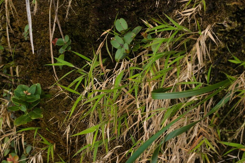 Kauai Bloodgrass photo 6