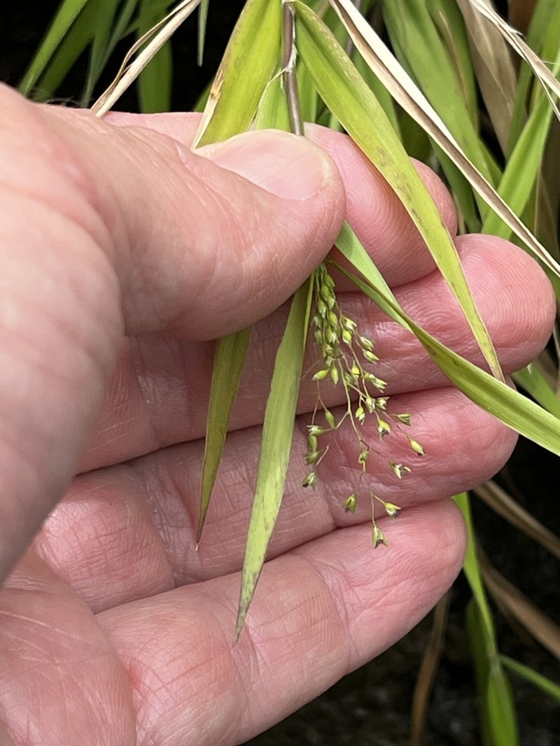Kauai Bloodgrass photo 7
