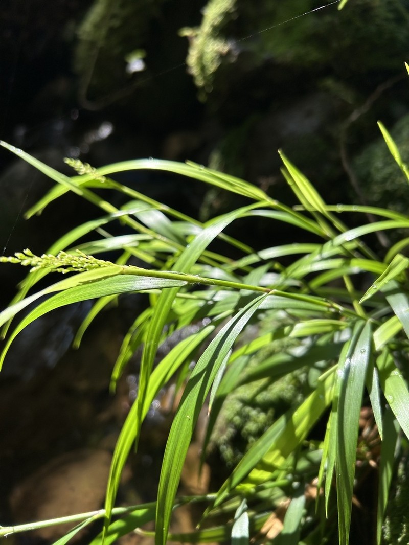 Kauai Bloodgrass photo 8