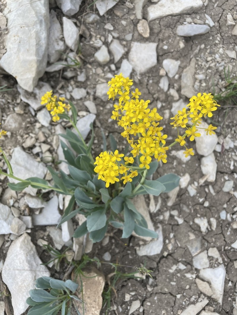 Isatis apennina