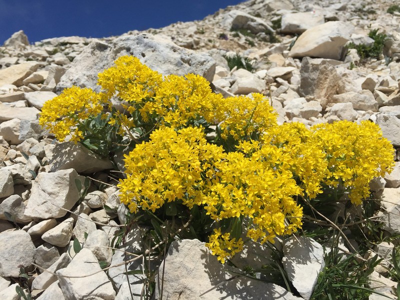 Isatis apennina photo 2