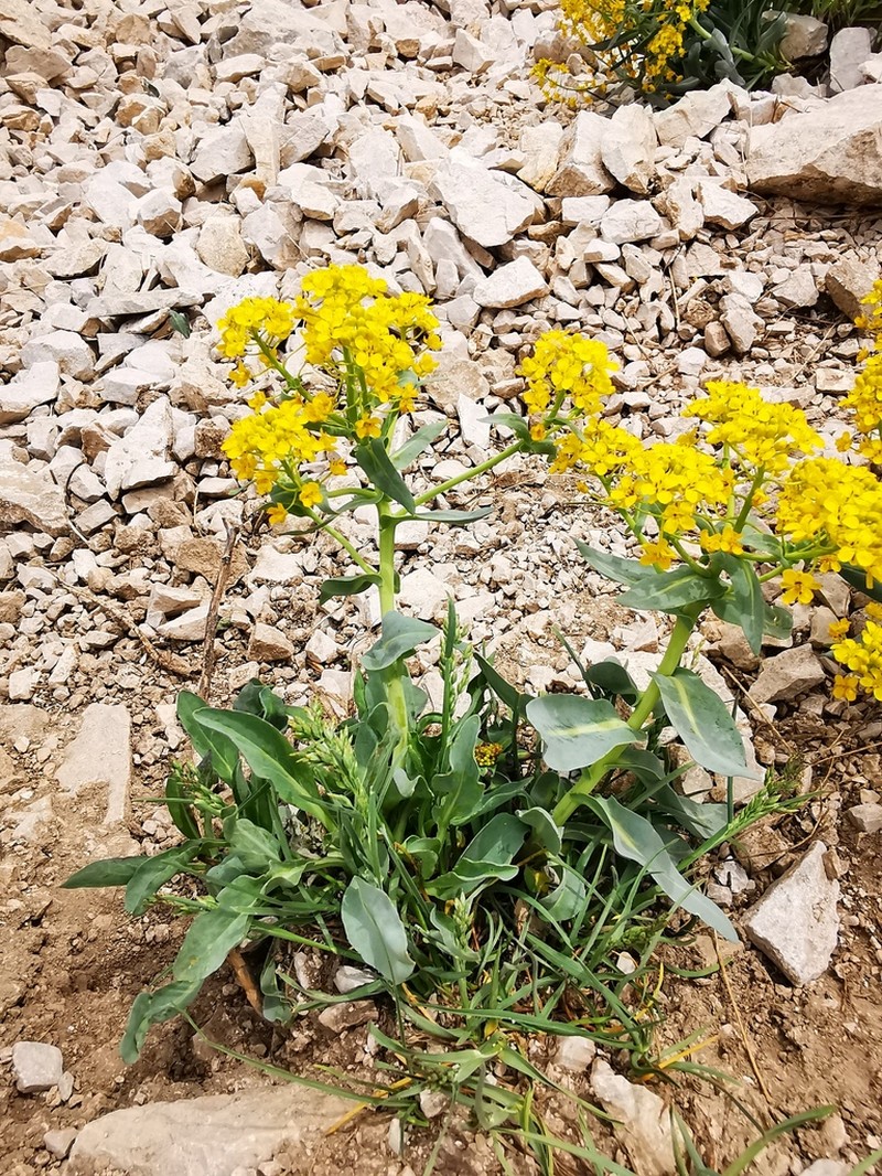 Isatis apennina photo 3