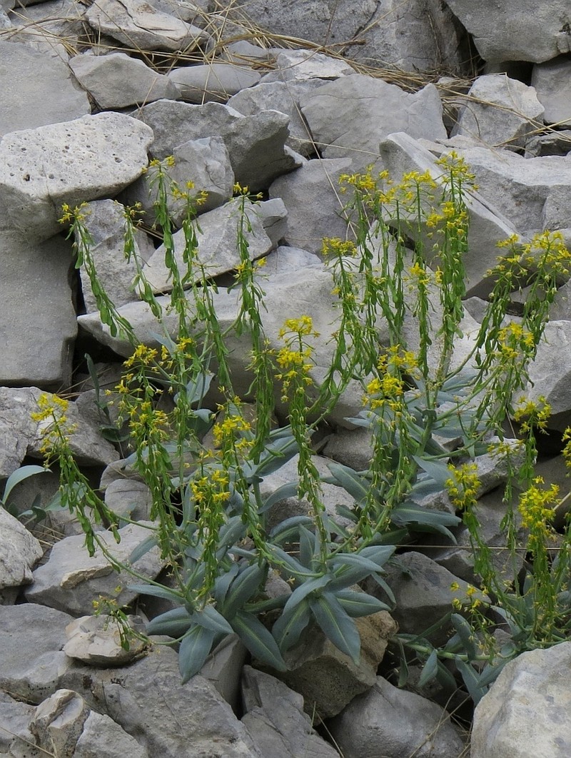 Isatis apennina photo 4