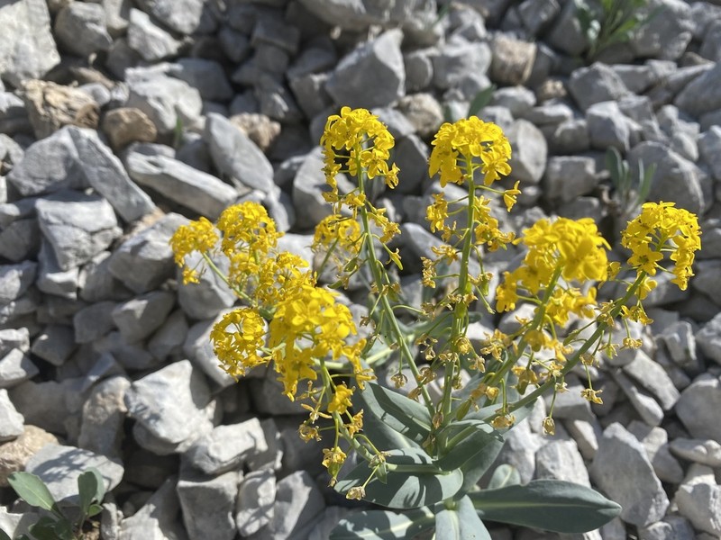 Isatis apennina photo 5