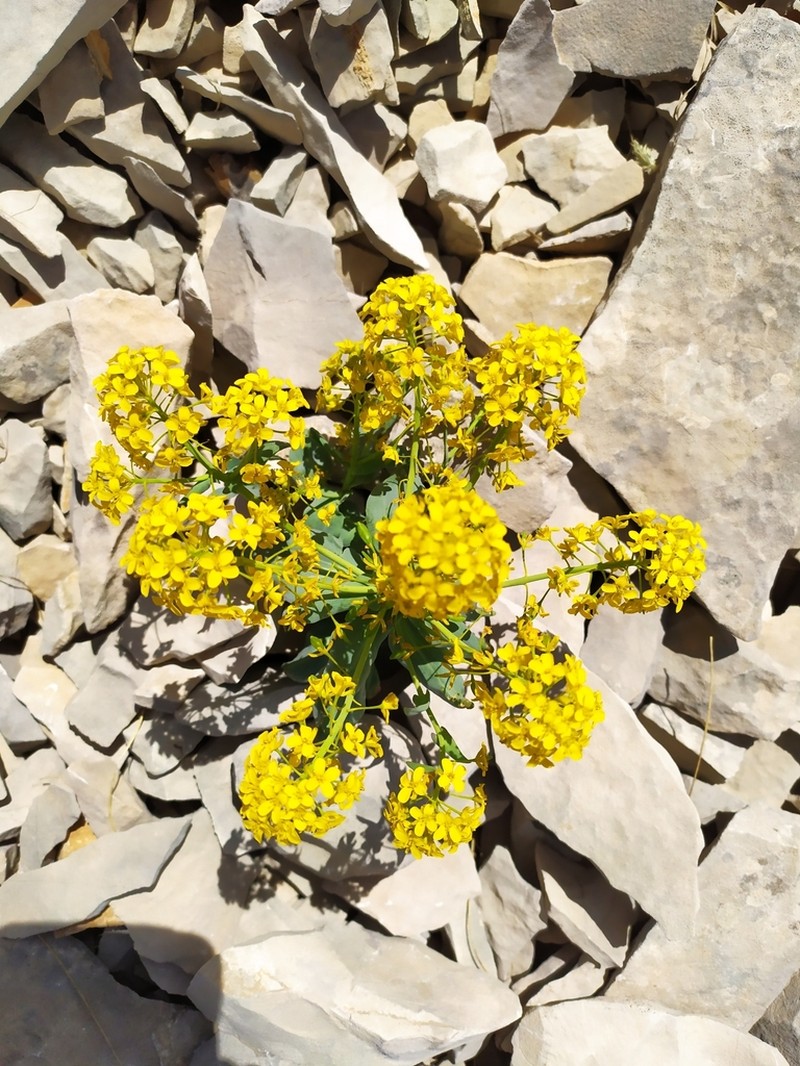Isatis apennina photo 6