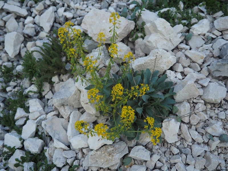Isatis apennina photo 7